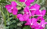 De Orchideën Hoeve - Holandsko - De Orchideën Hoeve - loučíme se s kouzelným světem orchidejí
