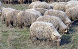 Hortobágy - Maďarsko - NP Hortobágy - rohaté ovce račky jsou zdejší specialitou a nikde jinde v Evropě je neuvidíte