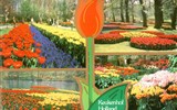 Holandsko, Belgie, Velikonoce v zemi tulipánů - Holandsko - Keukenhof, největší květinový park květinové supervelmoci