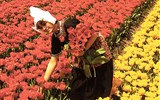 Holandsko, Velikonoce v zemi tulipánů s ubytováním v Rotterdamu 2022 - Holandsko - záplava barev, odstínů a květů