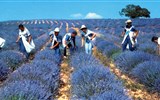 Provence s vůní levandule a koupáním, letecky 2023 - Francie - Provence - sběr květů levandule
