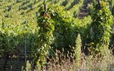 alsaská vinná stezka - Francie -  Alsasko - vinice nad městečkem Thann