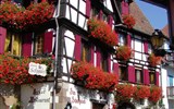 alsaská vinná stezka - Francie -  Alsasko - Ribeauville, hrázděné dopmy a květiny