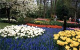 Holandsko, Velikonoce v zemi tulipánů s ubytováním v Rotterdamu 2023 - Holandsko - Keukenhof, snad všechny barvy na jednom místě