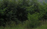 Slovenský kras a termály Maďarska - Slovensko, Slovenská kras, Krásná Horka