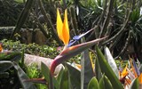 Národní parky a zahrady - Madeira - Portugalsko - Madeira - strelizie zde roste i ve volné přírodě
