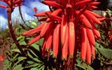 Madeira, ostrov věčného jara a festival květů 2021 - Portugalsko - Madeira