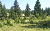 Šumava - Česká republika - Šumava - původními porosty tohoto pohoří jsou podmáčené smrčiny