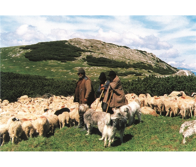 Krásy Zakarpatské Rusi 2021 - Ukrajina - Podkarpatská Ukrajina - na poloninách se pasou ovce