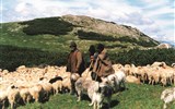 Ukrajina - Ukrajina - Podkarpatská Ukrajina - na poloninách se pasou ovce
