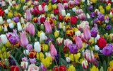 Národní parky a zahrady - Holandsko - Holandsko, Keukenhof - rozkvetlý koberec květů všech barev a odstínů