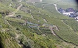 alsaská vinná stezka - Francie - Alsasko - na jižních svazích Vogéz zrají odrůdy jako Gewürztraminer či Muscat 