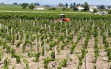 Gastronomie jihozápadní Francie - Baskicko, Périgord a Bordeaux - Francie, Atlantik, vinice v okolí Bordeaux