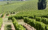 Gastronomie Bordeaux - Francie - Akvitánie - vinice v okolí Cognac