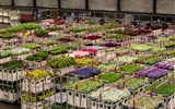Aalsmeer - Nizozemí - Aalsmeer - květiny v přepravkách se rozletí do celého světa