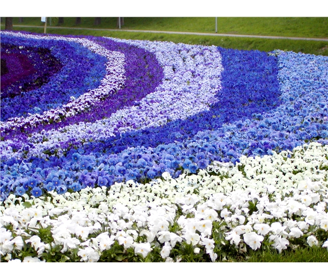 Holandská květinová mozaika a Floriáda - Holandsko - květinové záhony