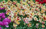 Holandsko, Velikonoce v zemi tulipánů s ubytováním v Rotterdamu 2021 - Holandsko - Keukenhof, tulipány všech možných odrůd a barev
