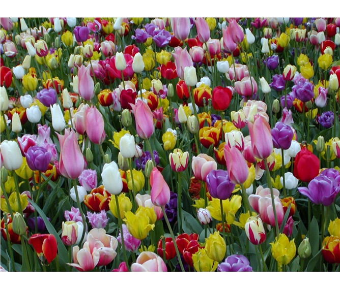 Holandsko, květinové korzo II. - Holandsko - Keukenhof, tulipány proslavily jméno země po celém světě