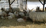 SZENTENDRE - Maďarsko, Szentendre, skanzen, ovce