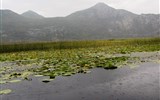 Skadarské jezero - Černá Hora - Skadarské jezero