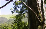 Národní park Biogradska gora - Černá Hora - NP Biogradská gora - pralesový charakter zdejších lesů