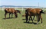 jižní Maďarsko - Maďarsko, Villány, koně ve výběhu
