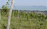 oblast Balaton - Maďarsko - Balaton - vinice nad jezerem slibují bohatou úrodu a ještě lepší víno z ní