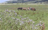 Normandie, zahrada Alabastrového pobřeží - Francie, Normandie, krajina se stádem koní