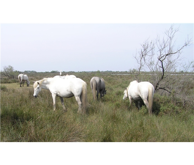 Provence s vůní levandule - Francie - Provence - Parc Natural Camargue,  zdejší rasa bílých koní