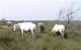 Provence s vůní levandule a koupáním, letecky 2023 - Francie - Provence - Parc Natural Camargue,  zdejší rasa bílých koní