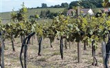 Eger, Tokaj,  Budapešť a Pilištínské vrchy, termály a víno 2022 - Maďarsko - Tokaj - vinice v okolí městečka na vulkanickém podloží
