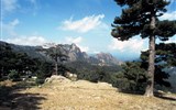 Elba, Sardinie a Korsika - Korsika - Bavela - pohled směrem na Foré de Tova, borovice laracijské
