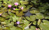 Hévíz - Maďarsko - Hévíz - jedinná rostlina která v jezerů přežívá je indický vodní leknín